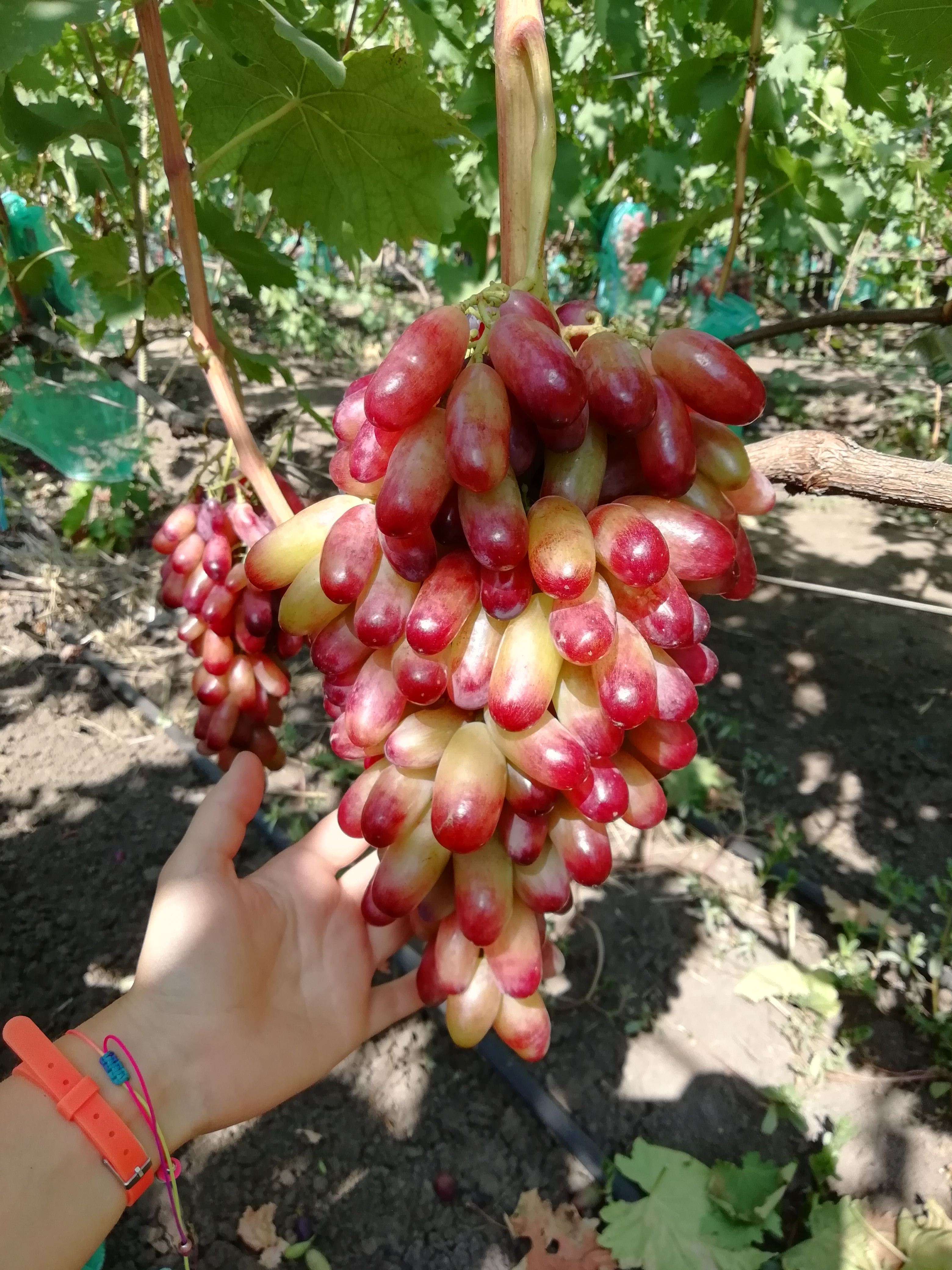 Заголовок
